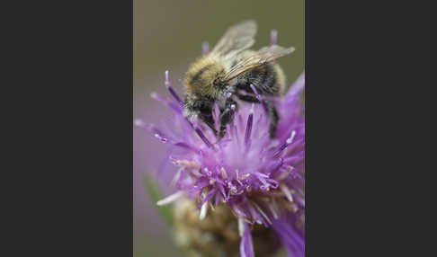 Ackerhummel (Bombus pascuorum)