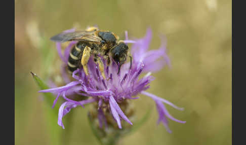 Gewöhnliche Furchenbiene (Halictus simplex)