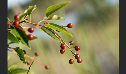 Späte Traubenkirsche (Prunus serotina)