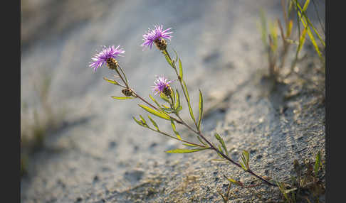 Wiesen-Flockenblume (Centaurea jacea)