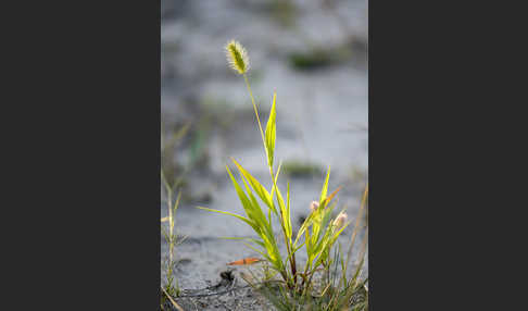 Grüne Borstenhirse (Setaria viridis)