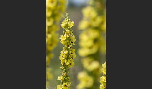 Königskerze (Verbascum spec.)