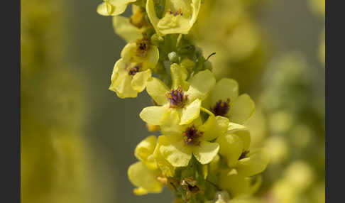 Königskerze (Verbascum spec.)