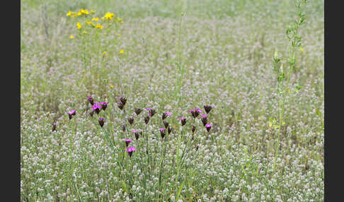 Hasen-Klee (Trifolium arvense)