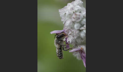 Blattschneiderbiene (Megachile willughbiella)