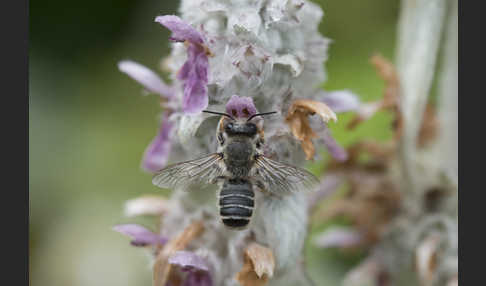 Blattschneiderbiene (Megachile willughbiella)