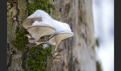 Austernseitling (Pleurotus ostreatus)