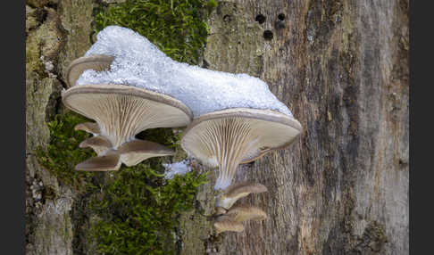 Austernseitling (Pleurotus ostreatus)