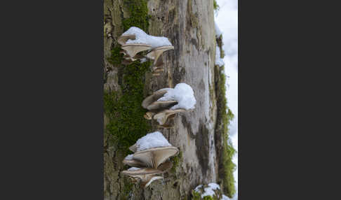 Austernseitling (Pleurotus ostreatus)