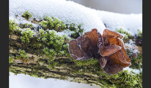 Judasohr (Auricularia auricula-judae)