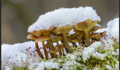 Samtfußrübling (Flammulina velutipes)