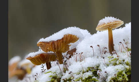 Samtfußrübling (Flammulina velutipes)