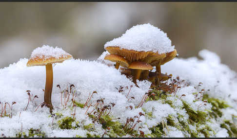 Samtfußrübling (Flammulina velutipes)