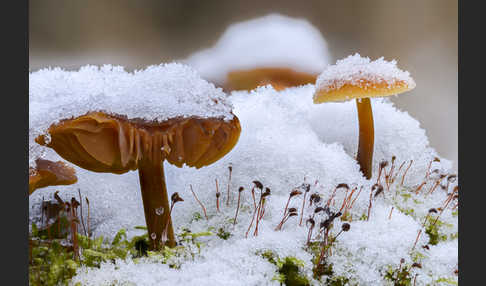 Samtfußrübling (Flammulina velutipes)