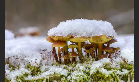 Samtfußrübling (Flammulina velutipes)