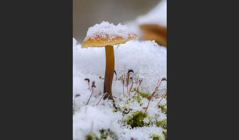 Samtfußrübling (Flammulina velutipes)