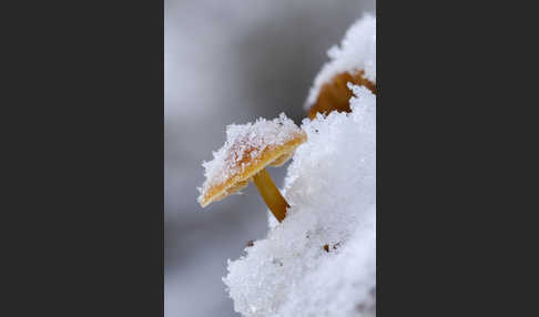 Samtfußrübling (Flammulina velutipes)