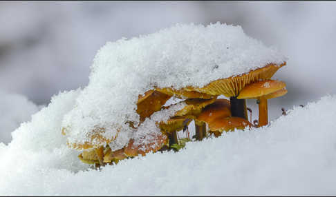 Samtfußrübling (Flammulina velutipes)