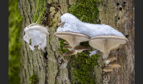 Austernseitling (Pleurotus ostreatus)