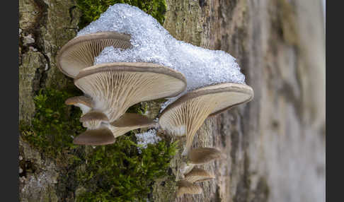 Austernseitling (Pleurotus ostreatus)