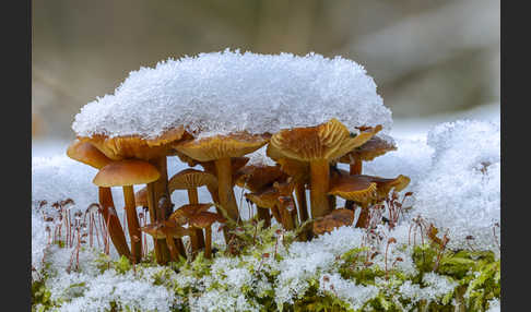 Samtfußrübling (Flammulina velutipes)