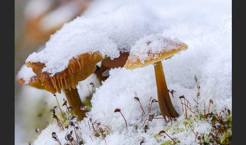 Samtfußrübling (Flammulina velutipes)