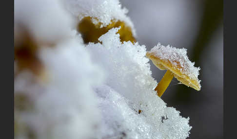 Samtfußrübling (Flammulina velutipes)