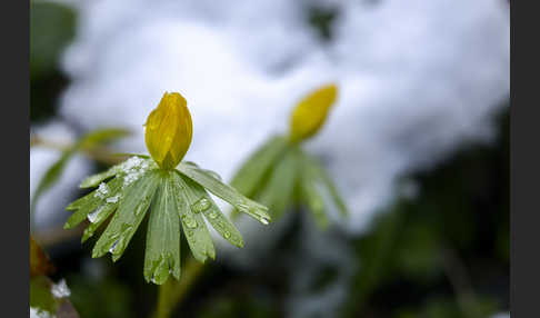 Winterling (Eranthis hyemalis)