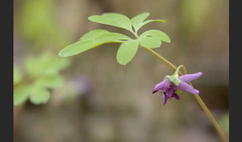 Mittlerer Lerchensporn (Corydalis intermedia)