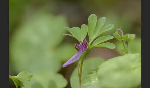 Mittlerer Lerchensporn (Corydalis intermedia)