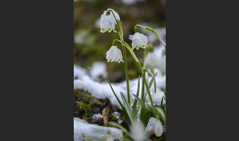 Frühlings-Knotenblume (Leucojum vernum)