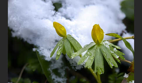 Winterling (Eranthis hyemalis)