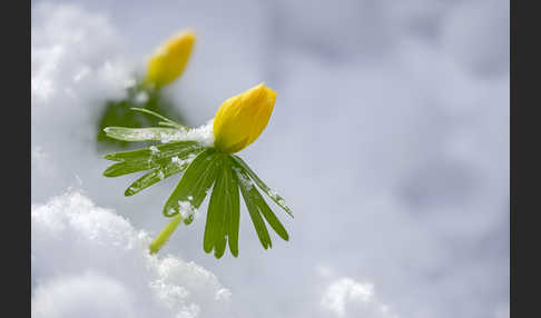 Winterling (Eranthis hyemalis)