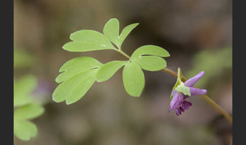 Mittlerer Lerchensporn (Corydalis intermedia)