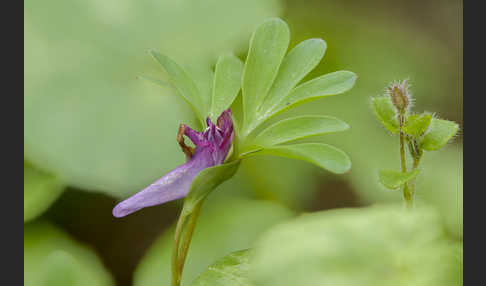 Mittlerer Lerchensporn (Corydalis intermedia)