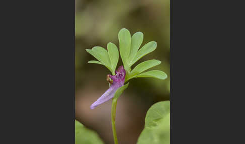 Mittlerer Lerchensporn (Corydalis intermedia)