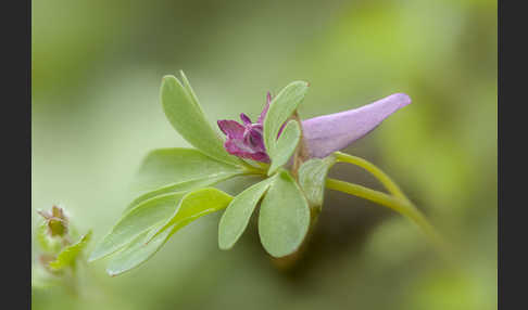 Mittlerer Lerchensporn (Corydalis intermedia)