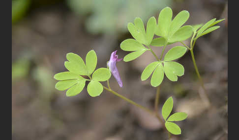 Mittlerer Lerchensporn (Corydalis intermedia)