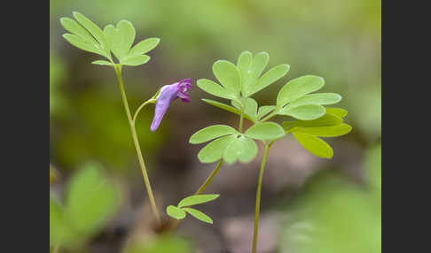 Mittlerer Lerchensporn (Corydalis intermedia)