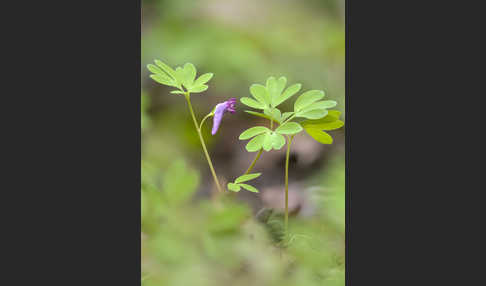 Mittlerer Lerchensporn (Corydalis intermedia)