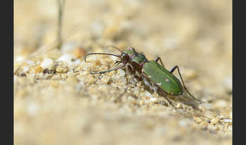 Feld-Sandlaufkäfer (Cicindela campestris)