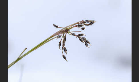 Haar-Hainsimse (Luzula pilosa)