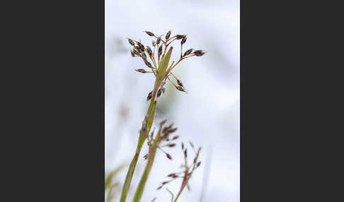 Haar-Hainsimse (Luzula pilosa)