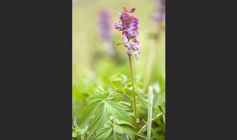 Hohler Lerchensporn (Corydalis cava)