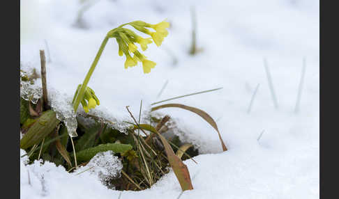 Hohe Schlüsselblume (Primula elatior)