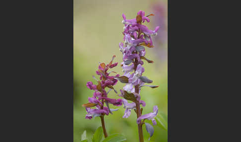 Hohler Lerchensporn (Corydalis cava)