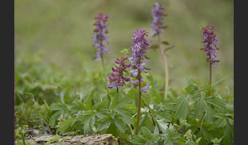 Hohler Lerchensporn (Corydalis cava)