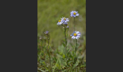 Bergaster (Aster amellus)