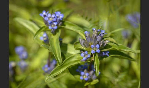 Kreuz-Enzian (Gentiana cruciata)