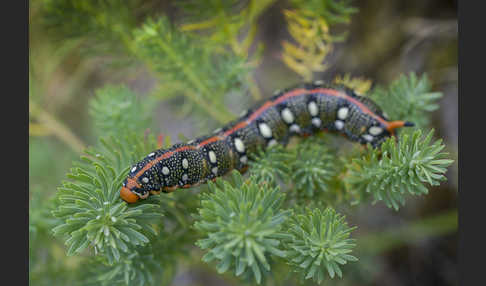 Wolfsmilchschwärmer (Hyles euphorbiae)